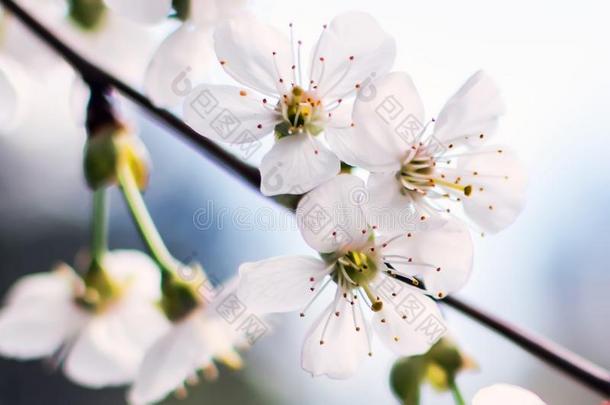 特写镜头照片关于白色的樱桃花