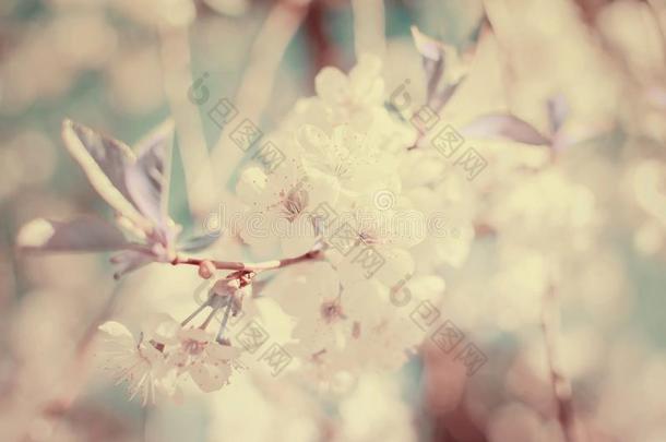 特写镜头照片关于白色的樱桃花