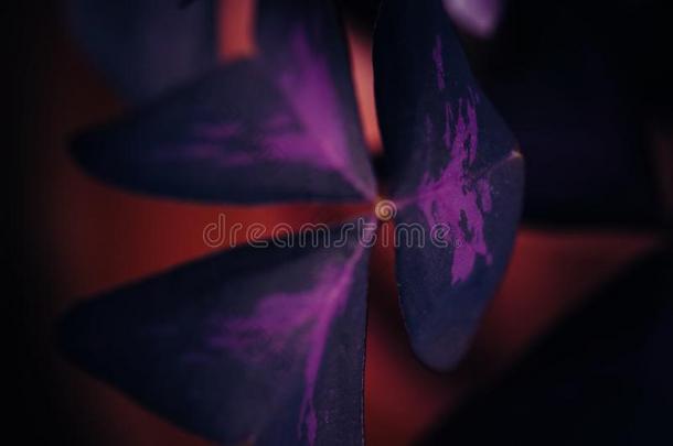 紫色的或虚伪的三叶草(酢浆草三角的).自然的后台