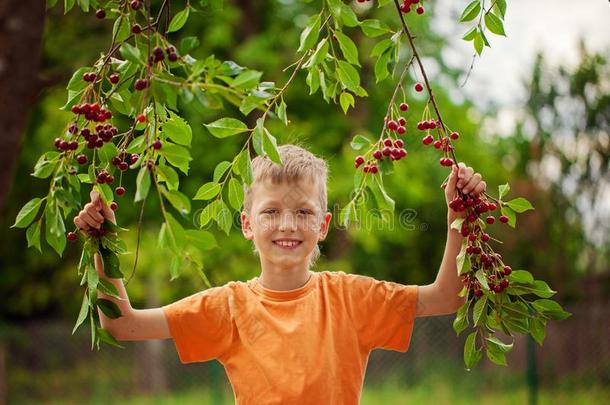值得崇拜的小的小孩采摘红色的樱桃采用指已提到的人花园向summarization摘要