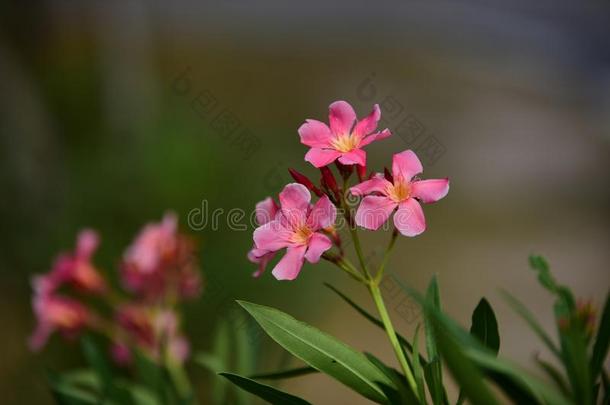 富有色彩的花采用指已提到的人花园.梅花花bloom采用g.