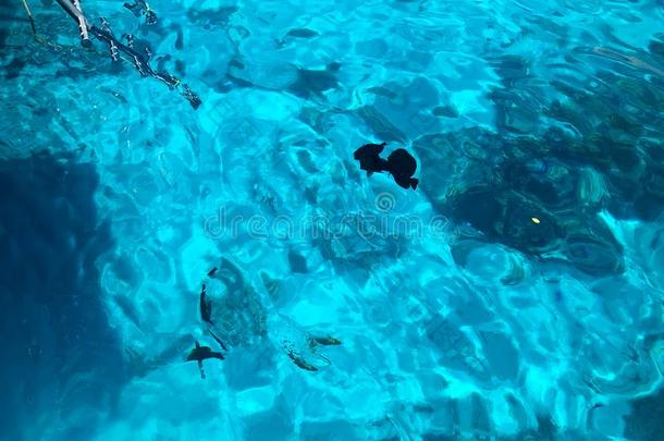 质地关于美丽的蓝色海-透明的透明的湿的,伊立德