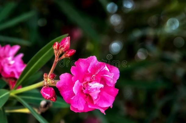 粉红色的麻风树属整数花采用自然花园