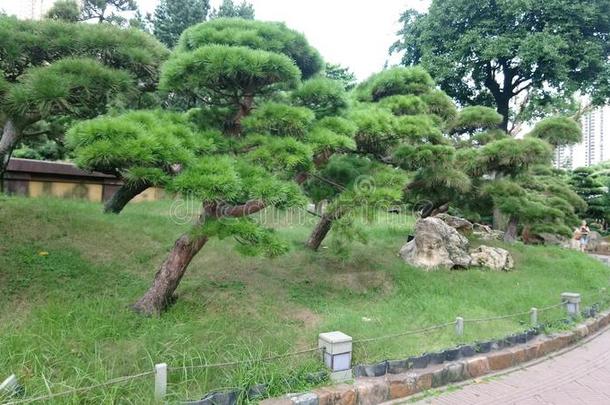 奶奶莲中华料理花园