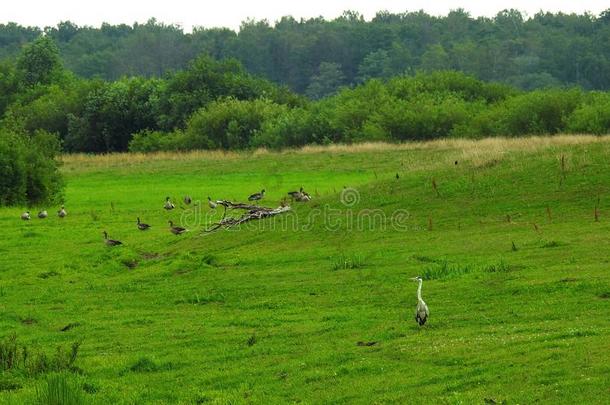 鹭鸟和野生的鹅采用田,立陶宛