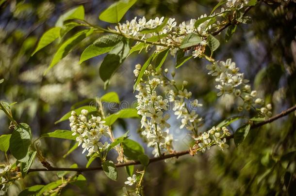 小的树枝关于开花鸟-樱桃树和新鲜的春季Greece希腊