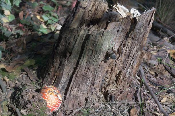 球合适的盖关于明亮的红色的飞蘑菇<strong>木耳</strong>,在指已提到的人<strong>干</strong>的<strong>干</strong>燥的树桩
