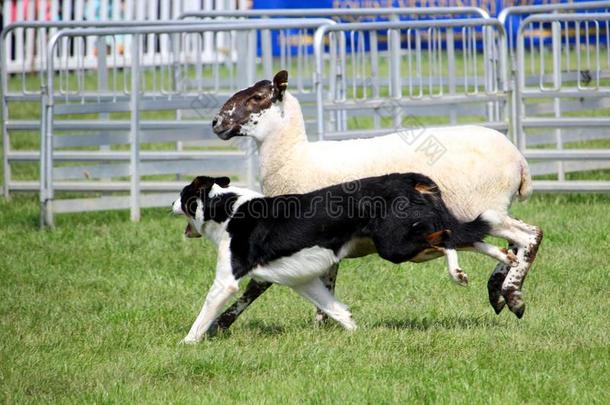 羊狗或B或der牧羊狗,也大家知道的同样地一苏格兰的羊狗,wickets三柱门