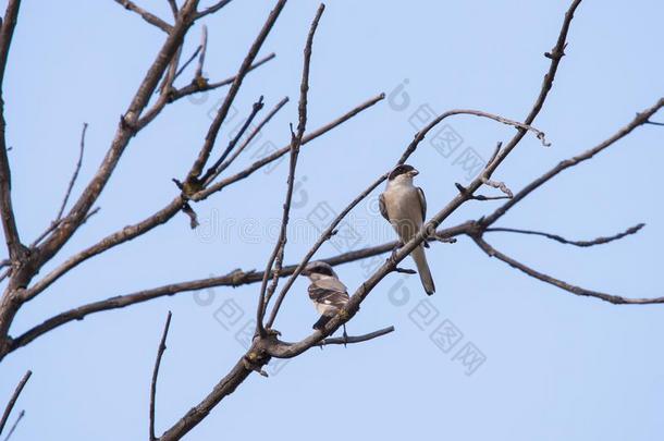 两个灰色的伯劳鸟或拉尼厄斯excubit或铲软向树树枝.