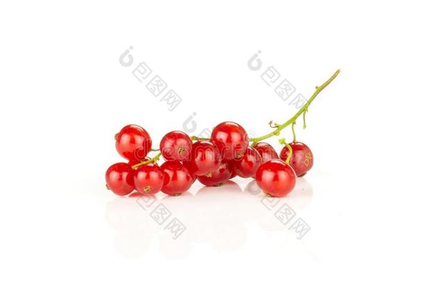 新鲜的生的红色的小葡萄干浆果隔离的向白色的