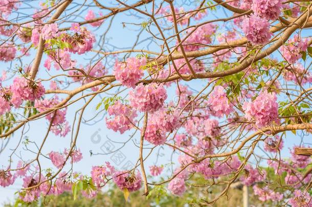 蚁木洛莎是（be的三单形式一粉红色的花neotropic一l树