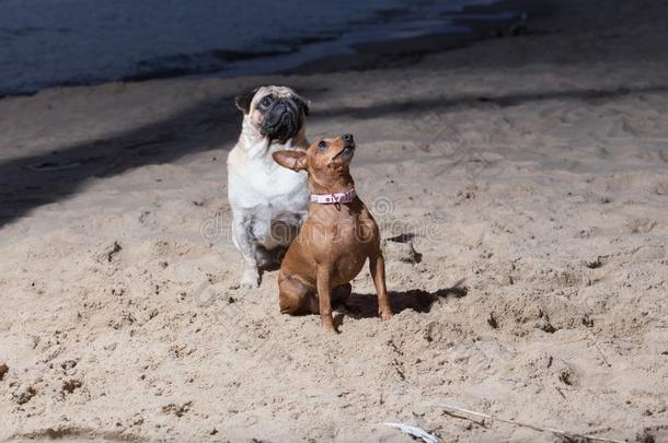 两个公狗坐在波罗的海的海.白色的millionsofoperationspersecond百万次运算/秒和布罗<strong>文玩</strong>具小猎狗.