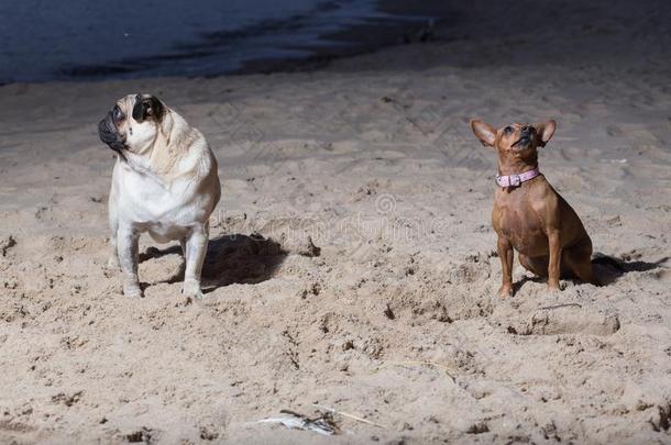 两个公狗坐在波罗的海的海.白色的millionsofoperationspersecond百万次运算/秒和布罗文玩具小猎狗.
