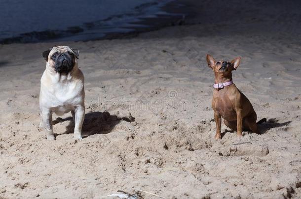 两个公狗坐在波罗的海的海.白色的millionsofoperationspersecond百万次运算/秒和布罗文玩具小猎狗.