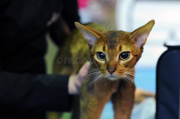 一美好的猫在指已提到的人陈列.