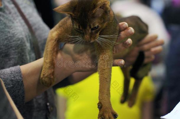 一美好的猫在指已提到的人陈列.