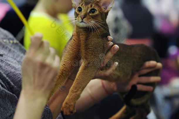 一美好的猫在指已提到的人陈列.