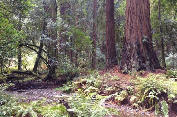 缪尔地貌名称伍德红杉国家的森林缪尔地貌名称森林美国加州身材高的英语字母表的第20个字母