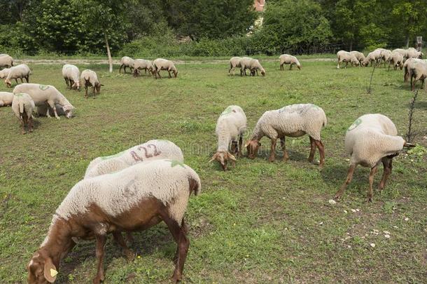 兽群关于棕色的和白色的羊吃草在近处农场采用法国的经过验证或<strong>证实</strong>的