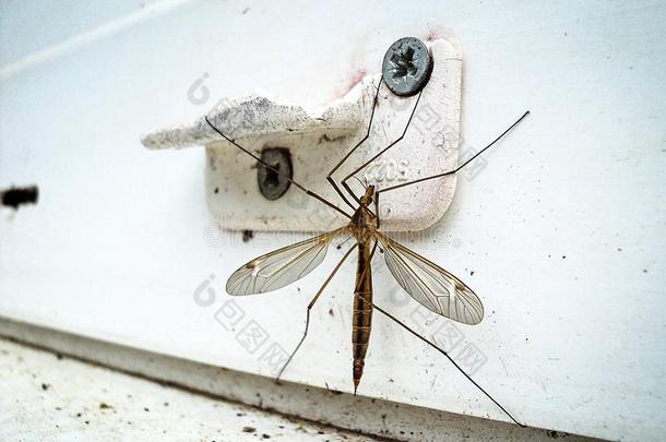蚊子向窗昆虫关-在上面详细资料宏指令