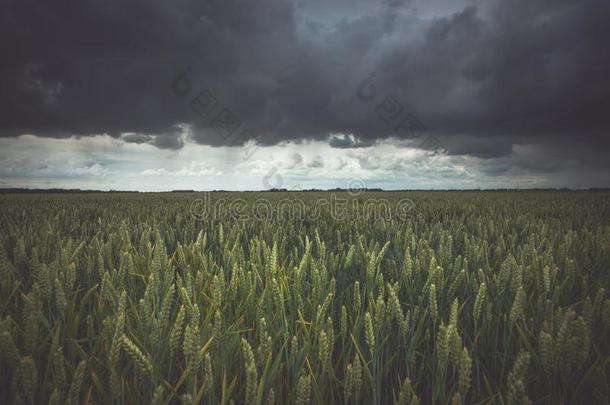 <strong>胁迫</strong>的雨云越过小麦风景