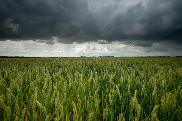 胁迫的雨云越过小麦风景