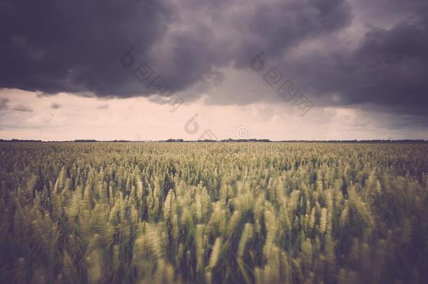 胁迫的雨云越过小麦风景