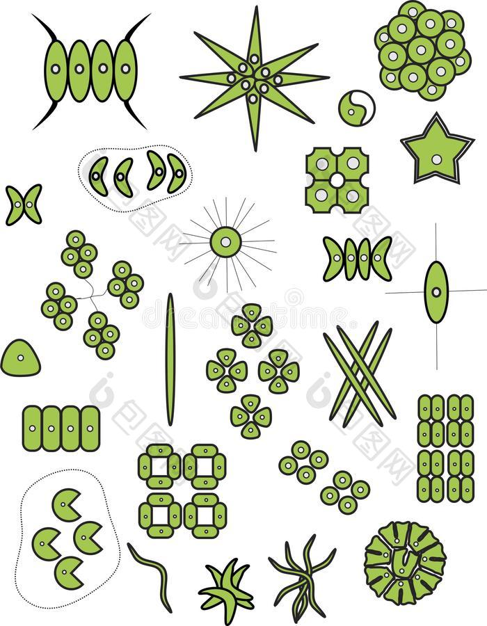 浮游植物绿色的水藻绿藻类图片-包图网企业站