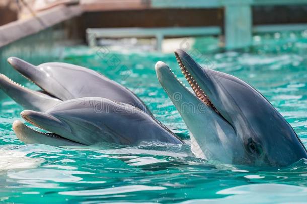 漂亮的海豚采用指已提到的人著名的海洋世界