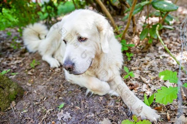 白色的擦光汽车品牌名称--捷克牧羊犬