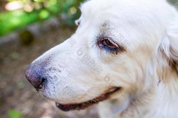 白色的擦光汽车品牌名称--捷克牧羊犬