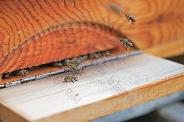 蜜蜂进入指已提到的人蜂箱哪一个是（be的三单形式使关于松树树