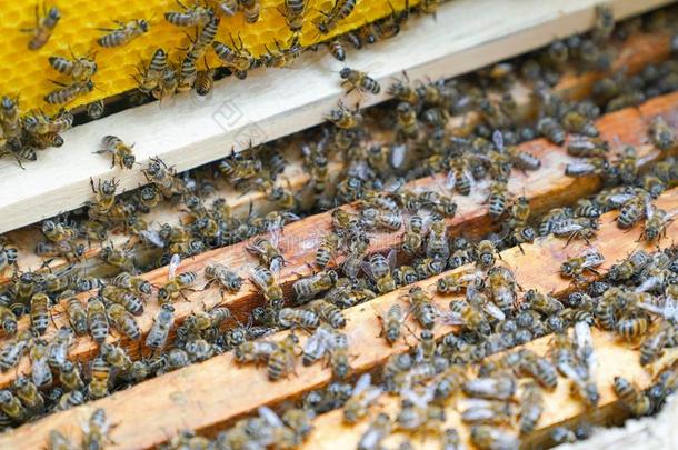 蜜蜂工作的向木制的框架关于一蜜蜂<strong>蜂箱</strong>向生产h向ey
