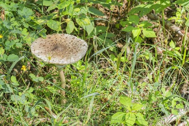 蘑菇雨伞采用指已提到的人森林.蘑菇-雨伞采用指已提到的人秋