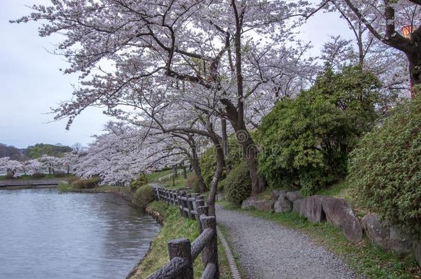 樱桃树大约高松池塘采用高松公园,森冈,in-wellaeration通风良好