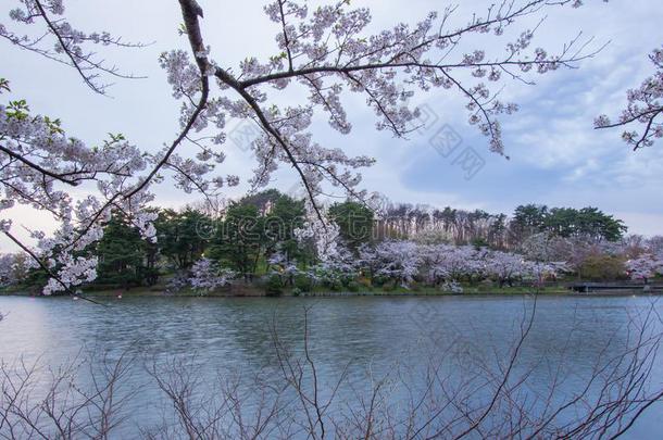 樱桃树大约高松池塘采用高松公园,森冈,in-wellaeration通风良好