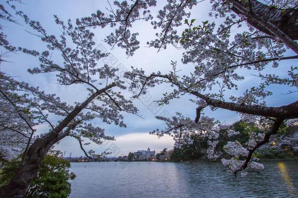 樱桃树大约高松池塘采用高松公园,森冈,in-wellaeration通风良好