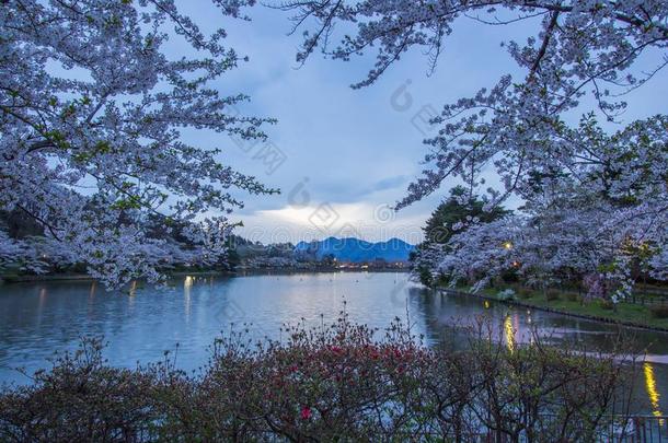 樱桃树大约高松池塘采用高松公园,森冈,in-wellaeration通风良好