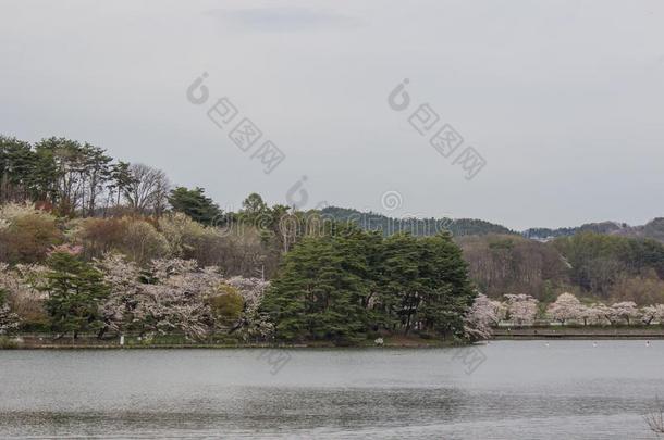 樱桃树大约高松池塘采用高松公园,森冈,in-wellaeration通风良好