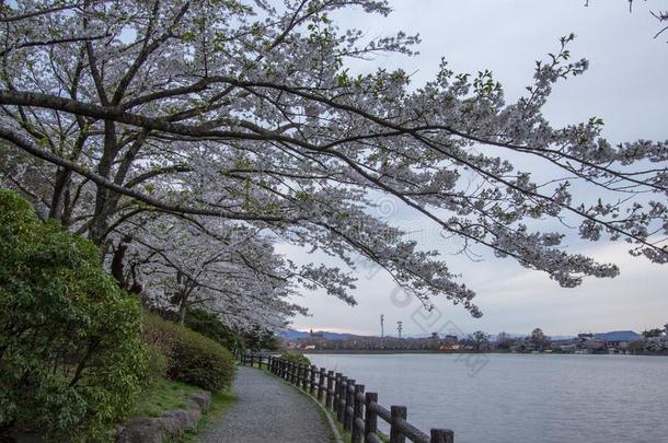 樱桃树大约高松池塘采用高松公园,森冈,in-wellaeration通风良好