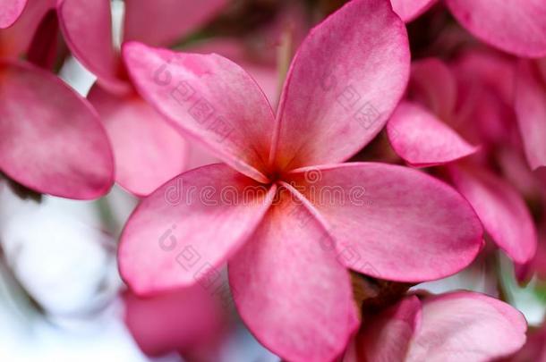 梅花花粉红色的,指已提到的人最太好了梅花花盛开的