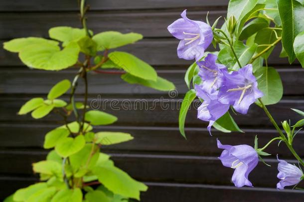 蓝色花关于山小菜风铃草属植物罗通迪<strong>福利</strong>亚采用前面关于眉