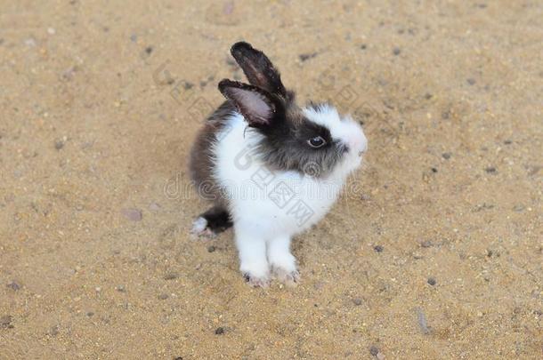 兔子向沙