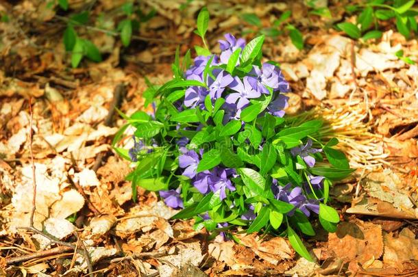 蓝色长春花花.野生的森林长春花花s花束.