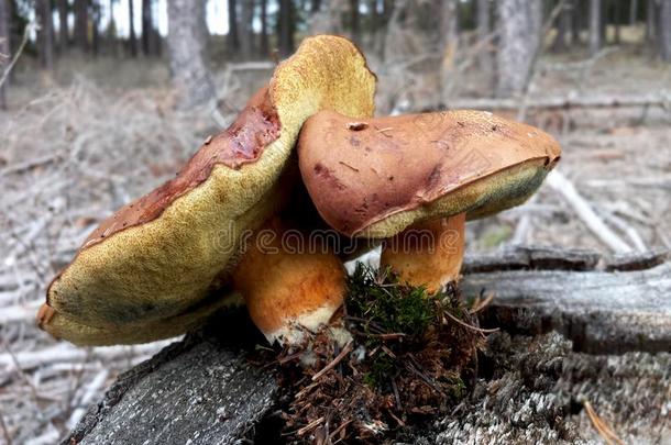 蘑菇棕色的牛肝菌属真菌向树桩采用森林,牛肝菌属真菌巴迪厄斯