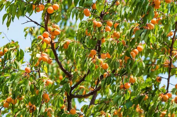新鲜的成熟的杏向树