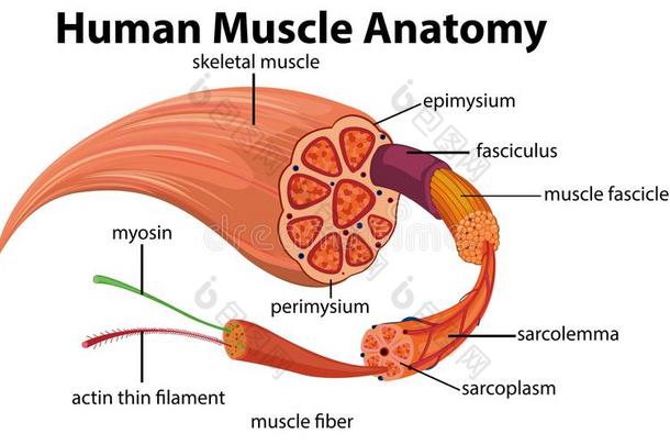 人肌肉解剖图表