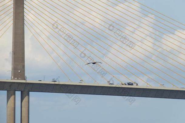 阳光<strong>航线</strong>桥,坦帕湾,弗罗里达州,鹈鹕飞行的