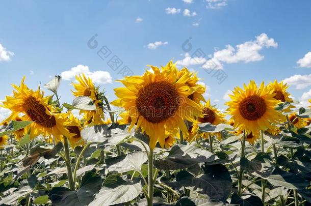 向日葵田采用指已提到的人太阳和多云的蓝色天,夏<strong>园林景观</strong>