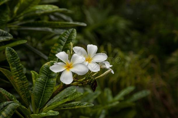 白色的梅花花梅花痱子